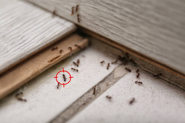 Best Wasp Removal Services  in Home, WA