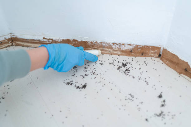 Flea Control Services in Home, WA
